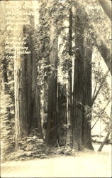 Fanny Grove Muir Woods National Monument Scenic, CA Postcard Postcard