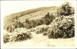 Roan Mountain, Cloudland Scenic Highway Postcard