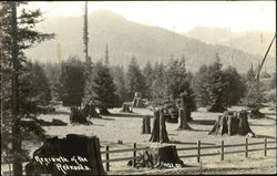 Regrowth Of The Redwoods Postcard