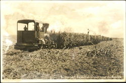 Suriname Suikerrietvervoer Naar De Fabriek Postcard