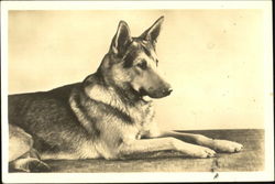 German Shepherd Dogs Postcard Postcard