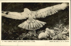 The Female Eagle Leaving The First Eyrie Postcard