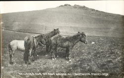 Bellever Torna Post Bridge Dartmoor Ponies Postcard