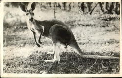 Australian Kangaroo Postcard Postcard