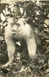 Baboon Monkeys Postcard Postcard