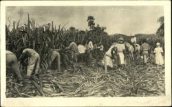 Sugar Cane Harvesting Postcard