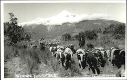 Volcan Yates Rio Puelo Chile Postcard Postcard