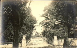 Tree Lined Entry Way Postcard