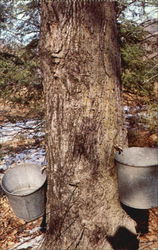 Collecting Of Sap From Maple Trees Postcard