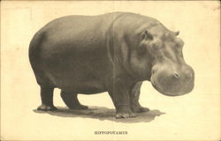 Hippopotamus Chicago, IL Postcard Postcard