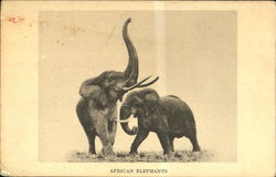 African Elephants Chicago, IL Postcard Postcard