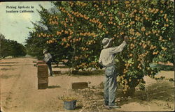 Picking Apricots In Southern California Postcard