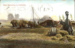 Bean Harvesting In California Postcard