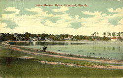 Lake Morton Drive Lakeland, FL Postcard Postcard