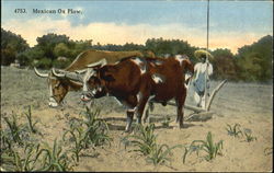 Mexican Ox Plow Mexico Postcard Postcard