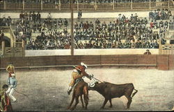 Mexican Bull Fight Postcard