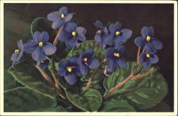 Saintpaulia Ionantha H. Wendl Flowers Postcard Postcard