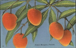 Haden Mangoes Postcard