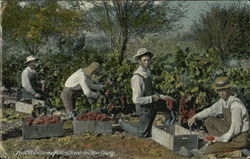 Fruitful California Picking Grapes, Napa County Postcard