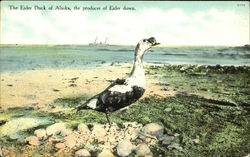 The Eider Duck Of Alaska Ducks Postcard Postcard