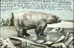 The Polar Bear Bears Postcard Postcard