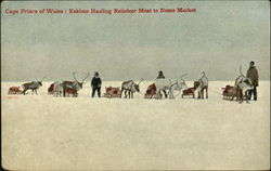 Eskimo Hauling Reindeer Meat To Nome Market Alaska Postcard Postcard