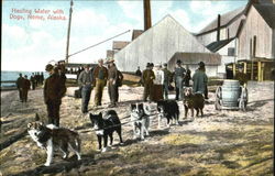 Hauling Water With Dogs Postcard