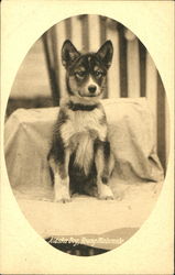 Alaska Dog Young Malamute 1909 Alaska Yukon-Pacific Exposition Postcard Postcard