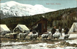 Goat Team Alaska Postcard Postcard