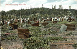 Willamette Valley Hop Field Alaska 1909 Alaska Yukon-Pacific Exposition Postcard Postcard