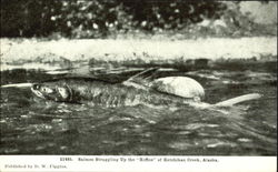 Salmon Struggling Up The Riffles Postcard