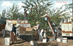 Picking Apples Postcard