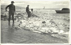 Seining Salmon Long Beach, WA Postcard Postcard