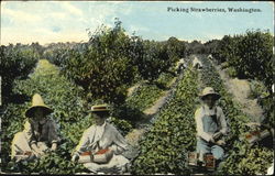 Picking Strawberries Washington Fruit Postcard Postcard