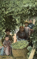 Indians In Hop Field Postcard