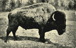 The Buffalo Postcard