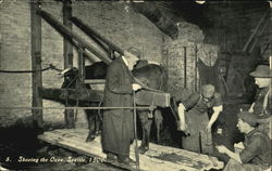 Shoeing The Oxen Postcard