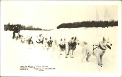 White Husky Dog Team Alaska Postcard Postcard