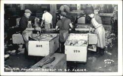 Processing Halibut In S. E. Alaska Frank Morgan Postcard Postcard