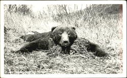 Kodiak Bear Postcard