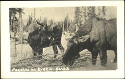 Feeding On Birch Buds Postcard