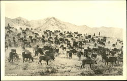 Reindeer Herd Postcard