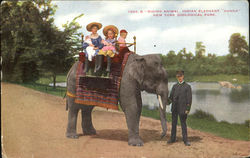 Riding Indian Elephant New York City, NY Postcard Postcard