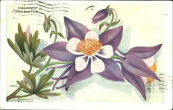 Columbine Colorado State Flowers & Seals Postcard Postcard