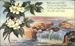 Syringa Idaho State Flower Postcard