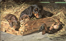 Daschund Puppies Dachshunds Postcard Postcard