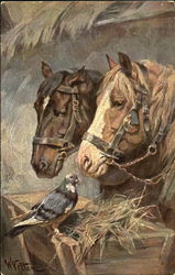 Horses Postcard