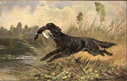 Retriever with Duck Postcard