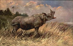 Rhinoceros Postcard Postcard