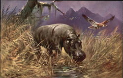 Hippopotamus Postcard